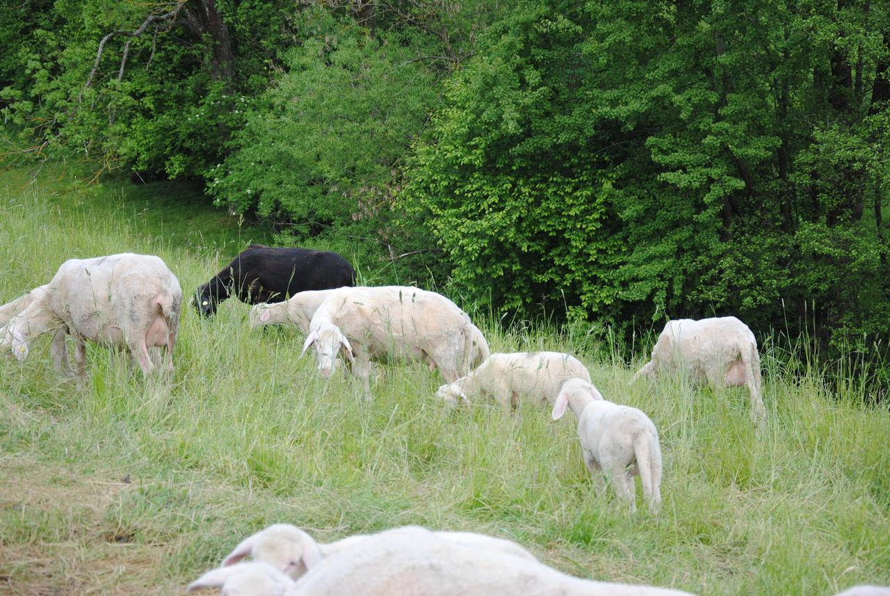 Landgasthof Seyrlberg Reichenau im Mühlkreis エクステリア 写真
