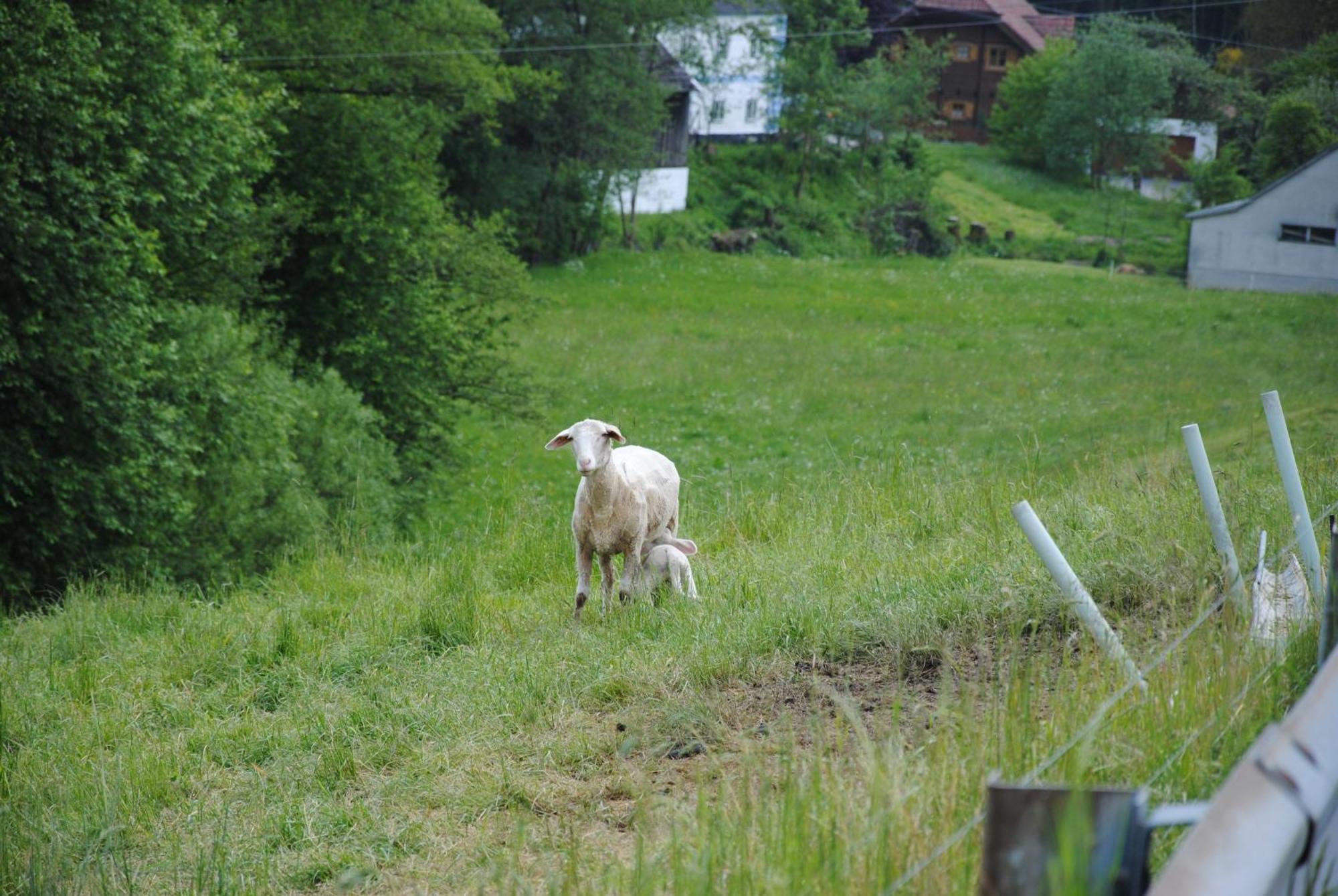 Landgasthof Seyrlberg Reichenau im Mühlkreis エクステリア 写真